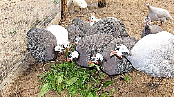 Maintenance and breeding guinea fowls along with chickens, can they live in the same chicken coop