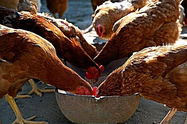 Is it possible to feed laying hens with bread?