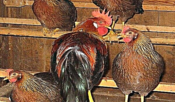 Poleiros de bricolage para galinhas: desenhos, tamanhos, distância, altura, diâmetro, foto