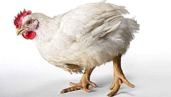 Conditions de température pour les poulets de chair: comment contenir les poulets de chair de différents âges, caractéristiques d'entretien