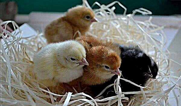 Elevage de poulets dans un incubateur à domicile: temps d'éclosion, règles de base, table de température et d'humidité