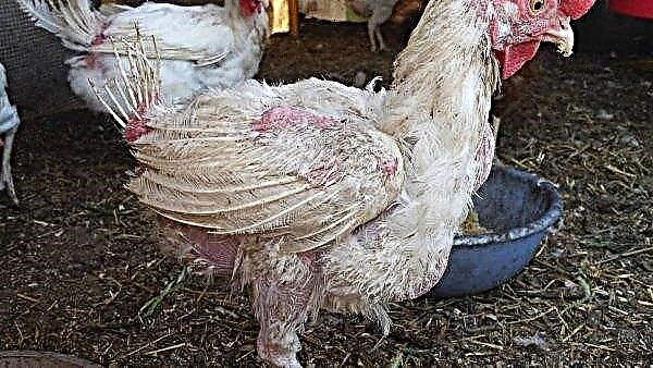 لومان وايت: وصف سلالة الدجاج ، وخصائص وضع البيض للدواجن ، الصورة