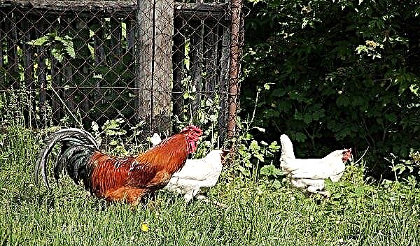 Braucht eine Henne einen Hahn für Hühner: Funktionen eines Hahns in einem Hühnerstall, gibt es einen Vorteil für die Eiablage?
