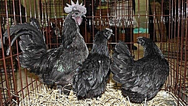 Ayam Chemani: poulets noirs et coqs, description de la race et photos, élevage et élevage de poulets