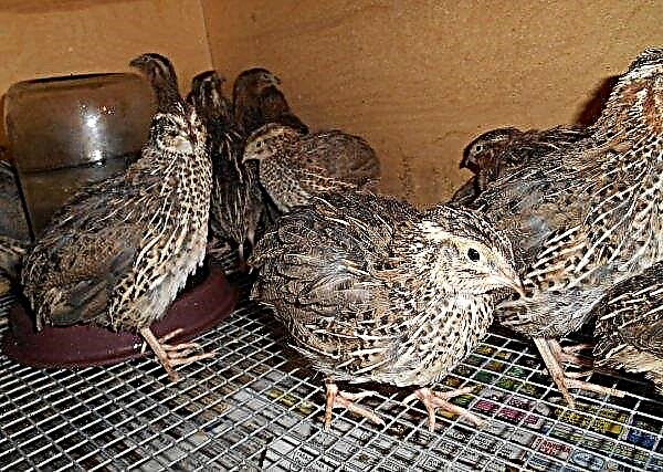 Pharaoh quail: description and characteristics of the breed, care and maintenance, how to distinguish a female from a male