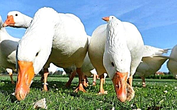 How to feed geese for quick growth for meat at home: how to draw up a diet, basic feeding rules