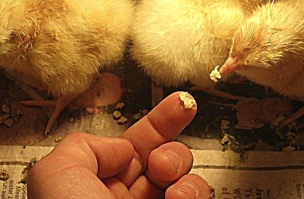 Kako hraniti piščance doma od prvih dni življenja: dnevno, tedensko, mesečno, dvomesečno