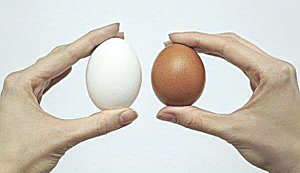 Chicken egg: calorie boiled (hard-boiled, soft-boiled), fried, raw eggs, protein and yolk, weight and chemical composition
