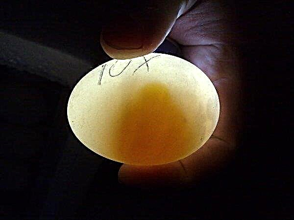 Ovoscopia ouălor pe zi (pui, prepeliță, gâscă, curcan, rață): în timpul incubării, care nu este luat în considerare, fotografie, video
