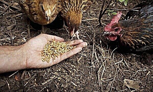 Polli Ameraukan: descrizione della razza, foto, alimentazione e allevamento