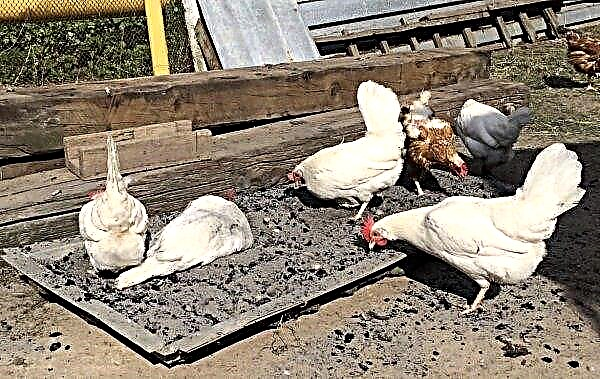 ¿Por qué las plumas se caen de las gallinas domésticas (alopecia): en la espalda, en la cabeza, en el papa, qué hacer, por qué las gallinas comen sus plumas?