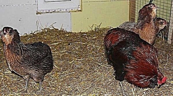 Araucan chickens: breed description, photos, videos, breeding and feeding