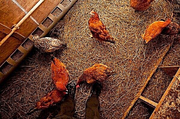 Hoe oud haasten kippen zich thuis: hoe lang en hoeveel dagen per jaar