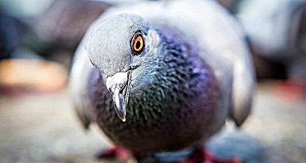 Homing pigeon: deskripsi trah, bagaimana mereka tahu di mana, berapa banyak dan pada kecepatan apa bisa terbang, fitur pemuliaan dan pemeliharaan, gambar, foto, video