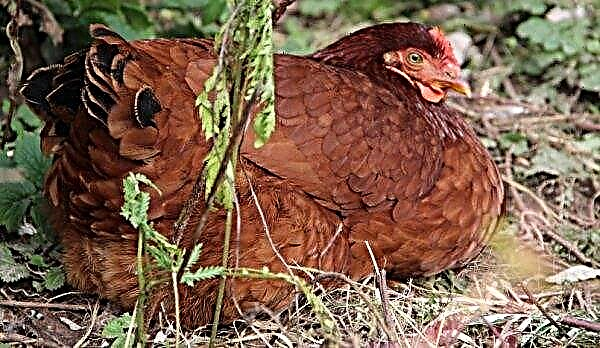 كم غرام تزن بيضة الدجاج: بدون قشرة ، خام ، مسلوق ومسلوق ناعم ، وزن صفار وبروتين ، القيمة حسب الفئة