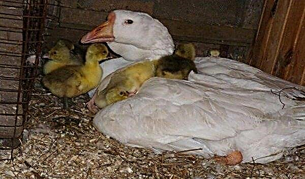 Doe-het-zelf nesten voor ganzen: hoe je het goed doet, maten, foto's, video