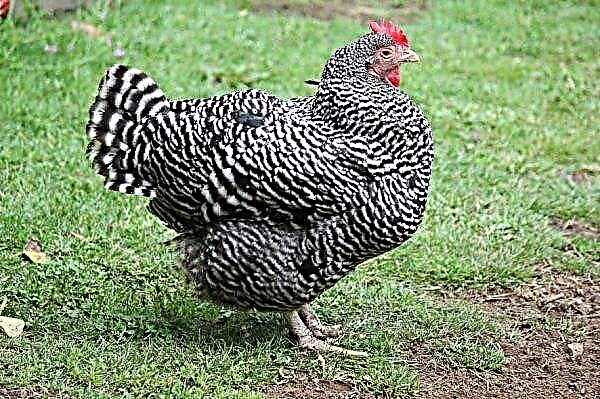Plymouthrock-Hühner (gestreift, weiß): Rassenbeschreibung, Fotos, Eigenschaften, Zucht und Fütterung