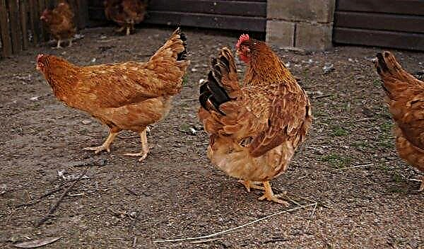 ミニ肉鶏：飼育、ビデオ、飼育、飼育、飼育、飼育、飼育、ビデオの説明
