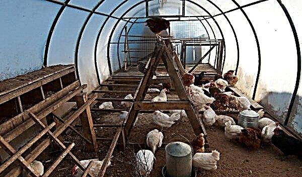 Hühner in einem Gewächshaus im Winter: Inhaltsmerkmale, Ausstattung eines Gewächshauses aus Polycarbonat, Video