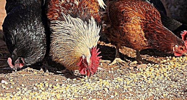 Hens fall to their feet: why, what to do, causes and treatment, video