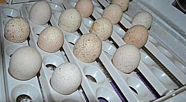 Incubation of turkey eggs at home: table, conditions, regimen, period, incubation temperature