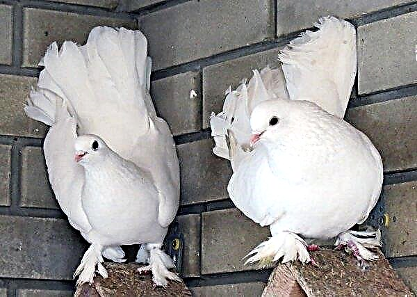 Stately pigeons: description of the breed with a photo, features of keeping and feeding, video