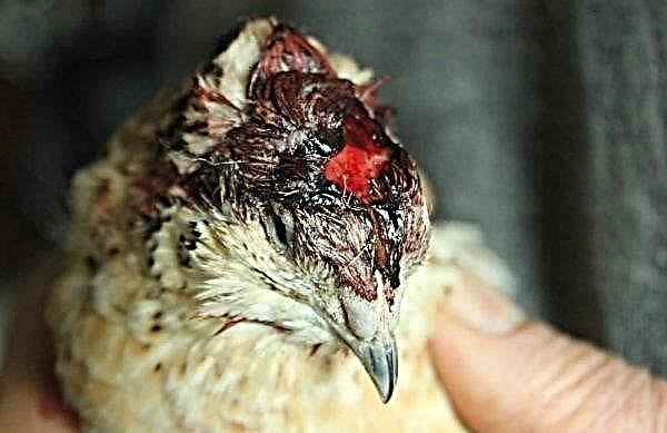 Why quail peck each other to the blood: the main reasons, methods for eliminating the quail in quail