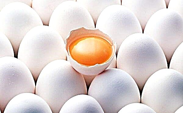 Kategori telur ayam: perbedaannya, klasifikasi dan beratnya, mana yang lebih baik