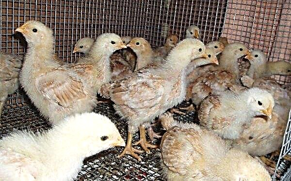 Tsarskoye Selo chickens: breed description, photos, breeding and care at home