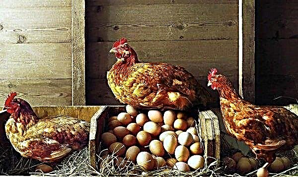 Kakšno temperaturo vzdržijo piščanci pozimi: v skednju, v kokoši, pri kateri temperaturi