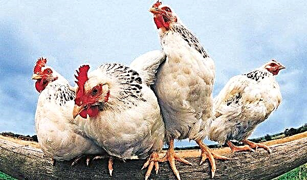 Kokzidiose (Eimeriose) bei Hühnern: Symptome und Behandlung (Medikamente, Medikamente), Prävention, Impfstoff, Foto