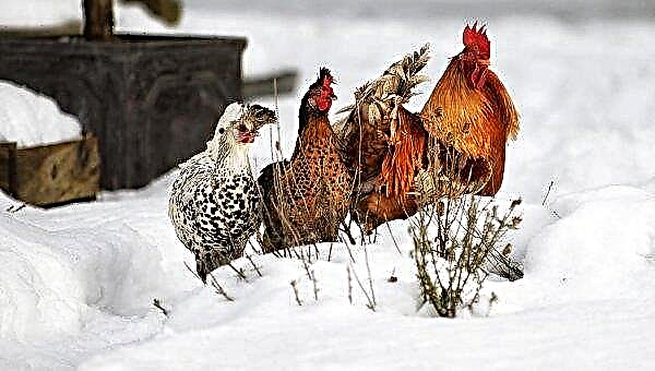 Keeping chickens in the winter at home: care and raising, suitable temperature. What to do if there is no warm room, video