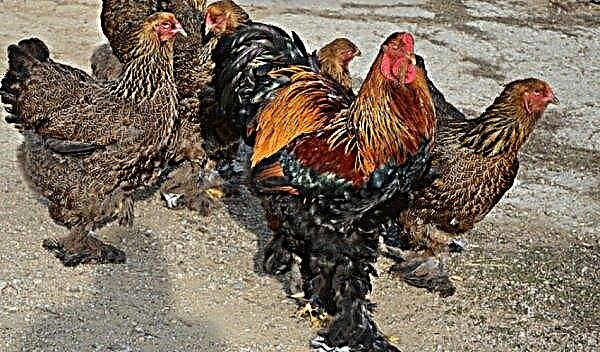 브라흐마 파트 리지 (Brahma partridge) 닭 종류 : 사진 및 설명, 번식 및 관리