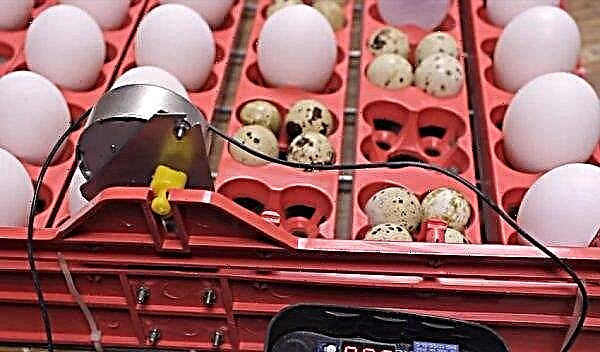 Inkubator DIY dengan membalik telur otomatis: cara melakukannya sendiri di rumah, gambar, video
