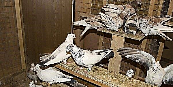 Iranian pigeons: description and description, what are the differences from other species, conditions of detention, photos, video