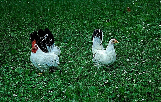 Dekorative raser av kyllinger: foto og navn, avl