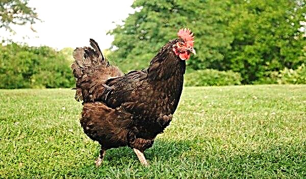 Raza de pollo Marana: descripción y foto, cría en casa, cuidado y alimentación