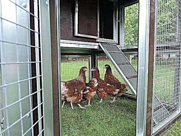 Do-it-yourself barn for chickens: how to build and insulate