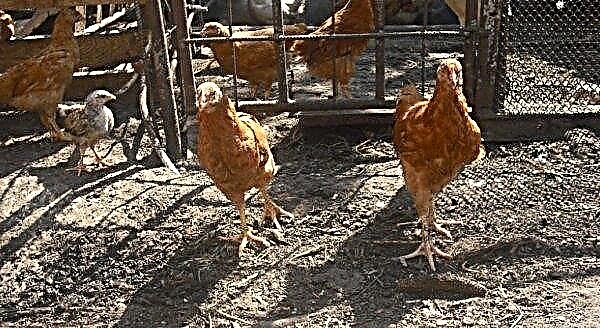 Chickens Foxy Chick (Hungarian giant): characteristics, breed description, photos and videos, breeding at home