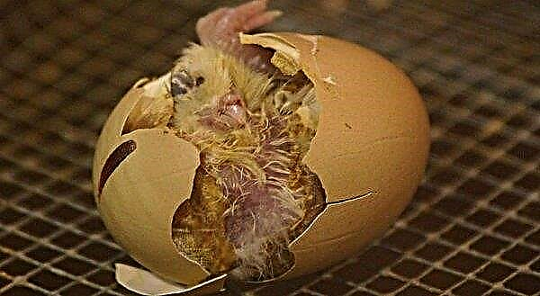 Norma incubatorului Blitz pentru 72 de ouă: producător, instrucțiuni de utilizare