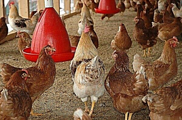 Det beste strøet for kyllinger: gjæring, dypt, enten det er mulig å sagflis