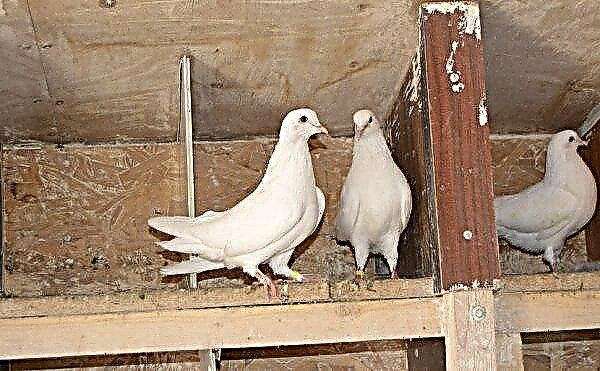 Meat pigeons: choice of breeds, how to keep, feeding and breeding, photo