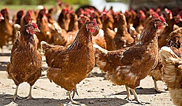Pollos de la raza Rhodonita: foto, características y descripción, comentarios