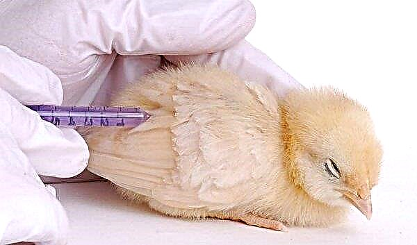 Newcastlesjukdom hos kycklingar: en beskrivning av sjukdomen, symtom och behandling, foto