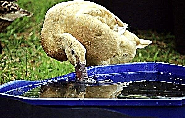 Drinking bowl for ducks (nipple, vacuum, cup): how to do it yourself, installation, photo, video