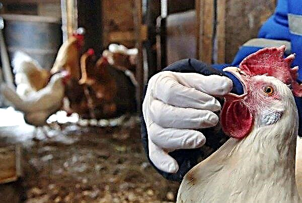 "Metronidazol" für Hühner: Eigenschaften und Dosierung, Gebrauchsanweisung, Video