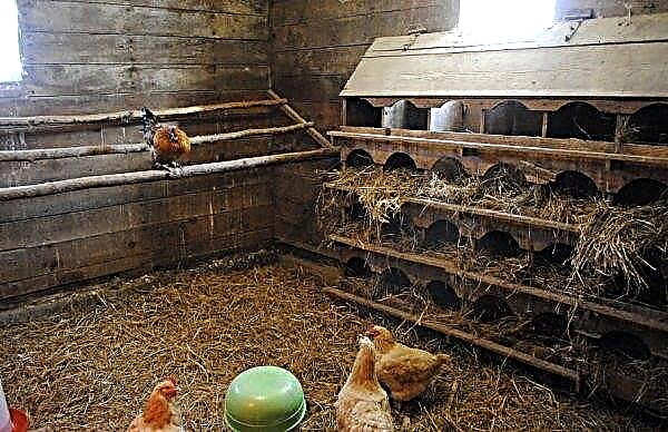 Durchfall bei Hühnern: Ursachen und Krankheiten, was zu tun ist, Behandlung