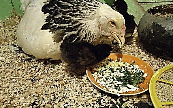Vitaminen voor kippen: wat zijn er nodig voor de eierproductie en hoe te geven