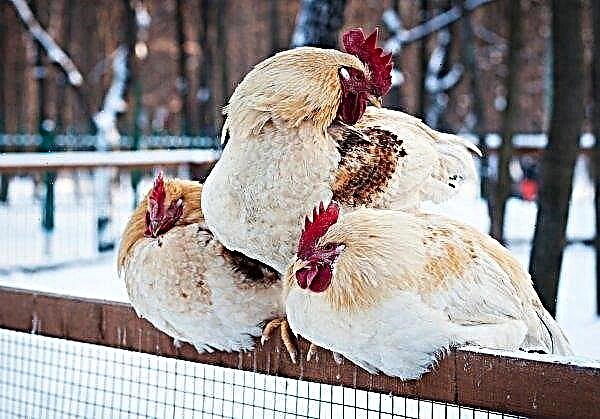 The temperature in the chicken coop: what should it be for the hens to rush, how to lower in the summer and increase in the winter
