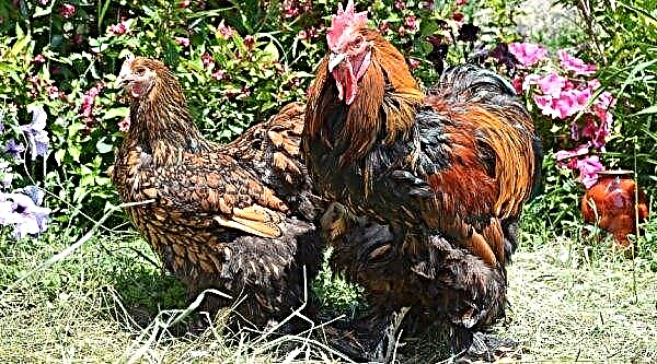 Cochin chickens: description, photo, egg production, characteristics, maintenance and care